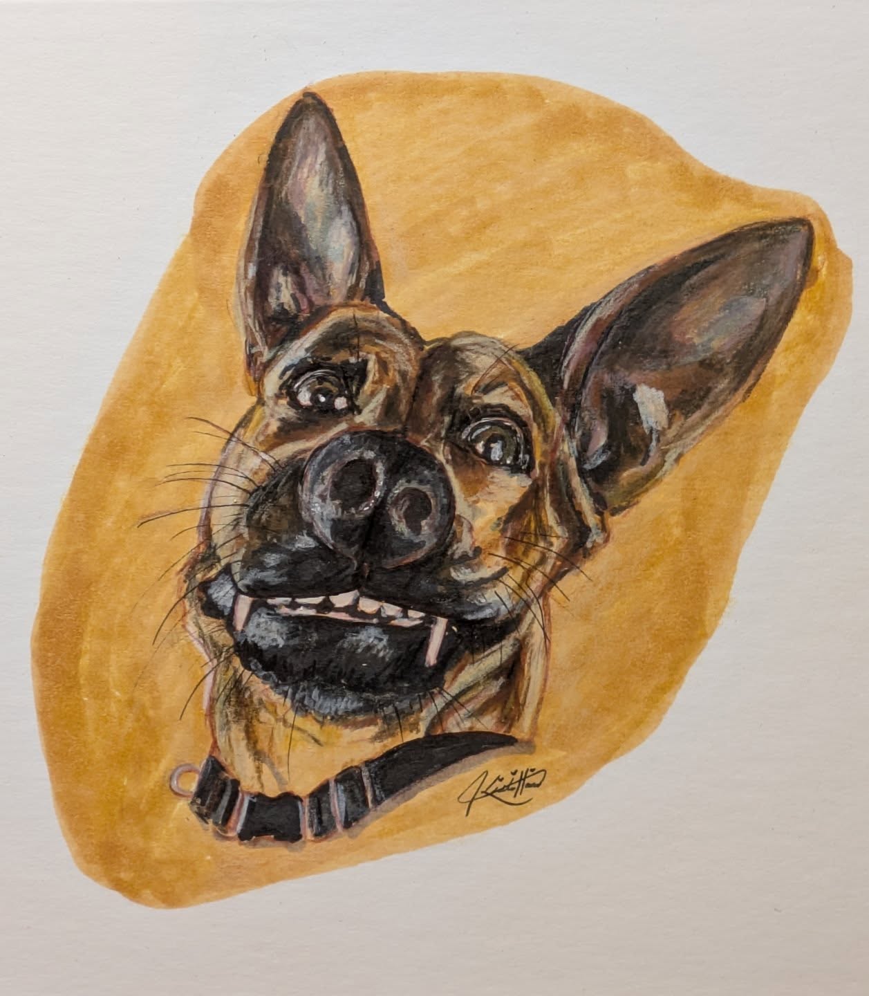 Pet Portraits